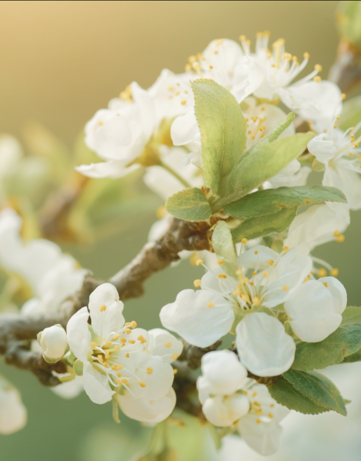 Enjoy the awakening nature