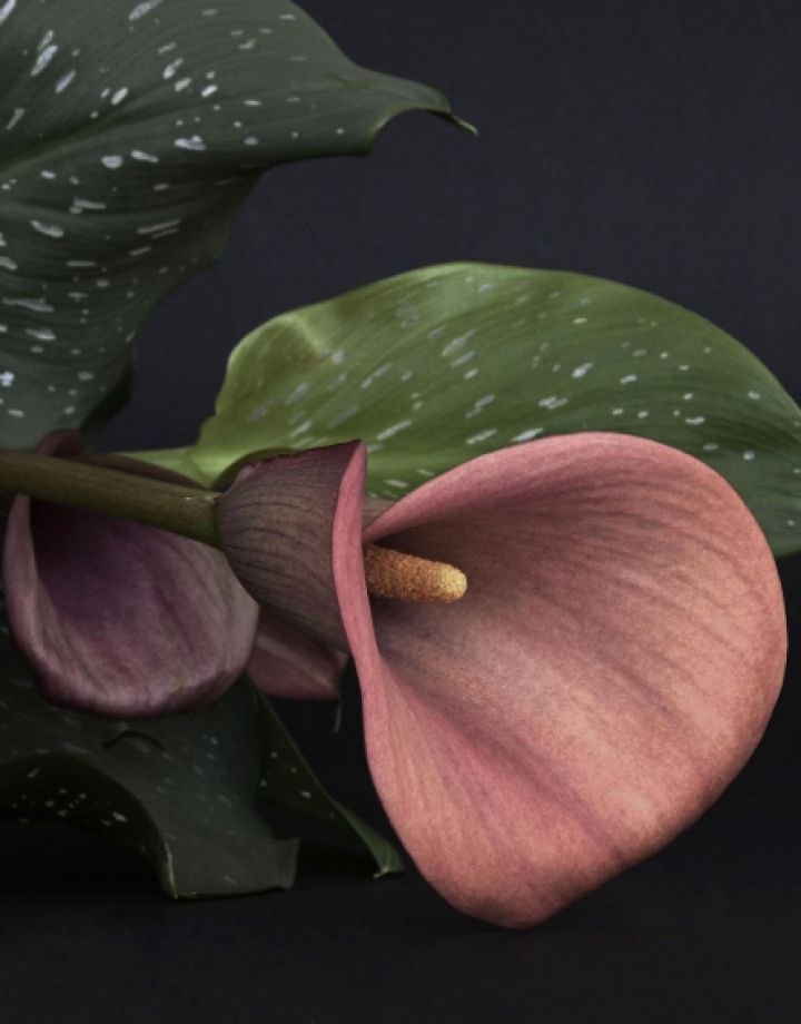 Nőnapra szeretettel